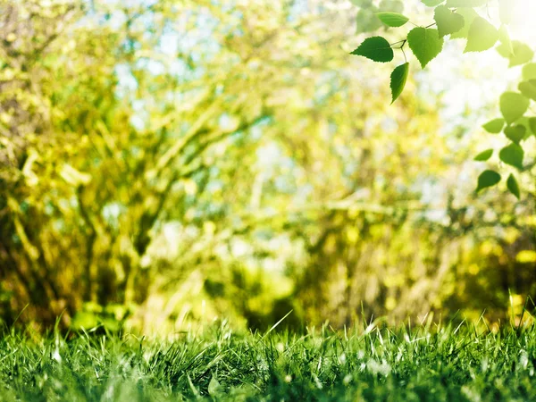 Skönhet sommardag, abstrakt miljö bakgrunder — Stockfoto