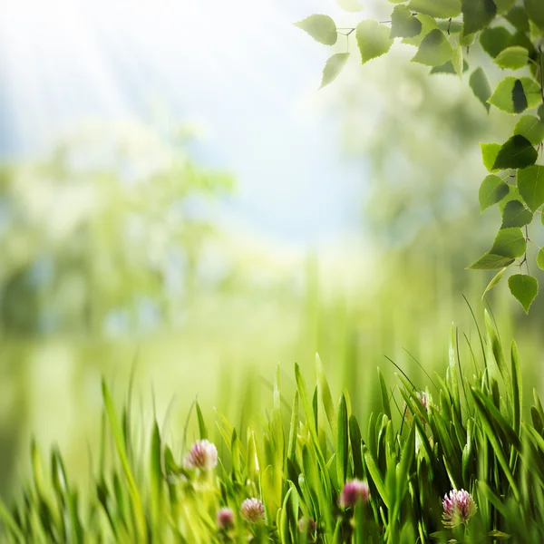 Skönhet sommardag i skogen — Stockfoto