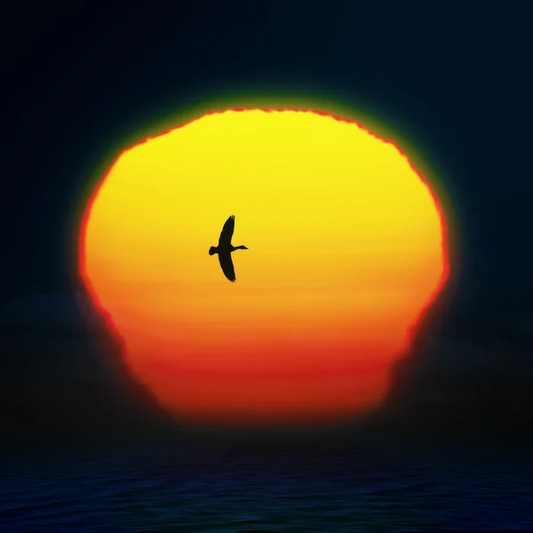 Sol brillante en el cielo del atardecer con pájaro —  Fotos de Stock