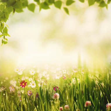 Yaz orman, doğal arka