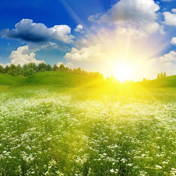 Krása letní pole za jasné slunce, přírodní pozadí — Stock fotografie