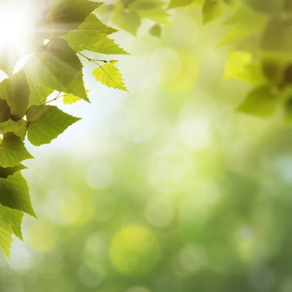 Groene natuur, abstracte milieu achtergronden voor uw ontwerp — Stockfoto