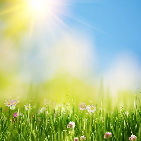 Sommerwiese unter strahlend gelber Sonne, natürliche Hintergründe — Stockfoto