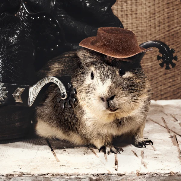 Cool boy. Funny guinea pig over old wooden desk — Stock Photo, Image