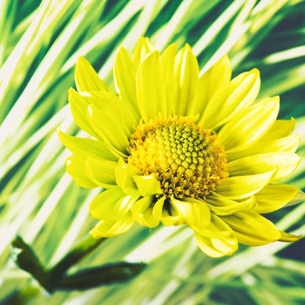 Daisy flower — Stock Photo, Image