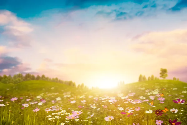 Zomeravond op de weide. — Stockfoto