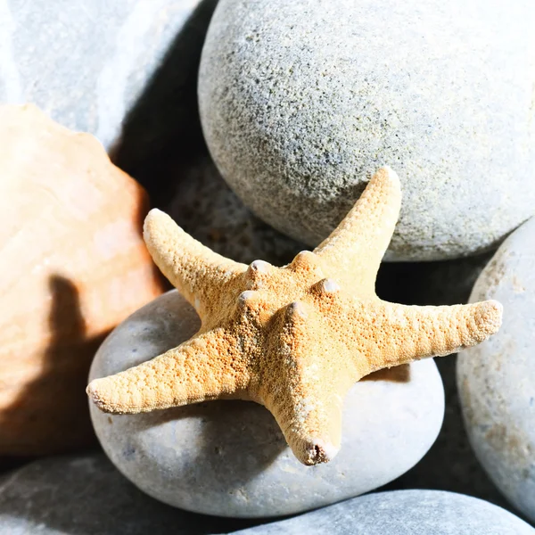 Sea still life with starfish — Stock Photo, Image