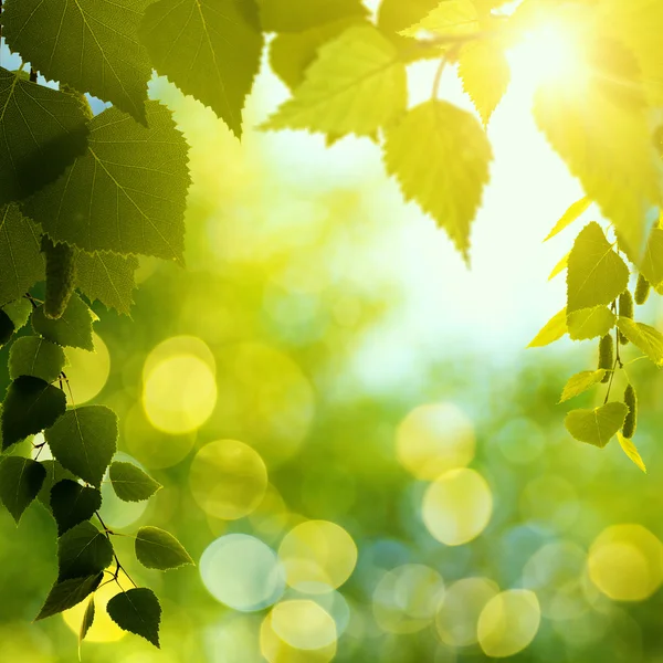 在森林里的夏日午后. — 图库照片