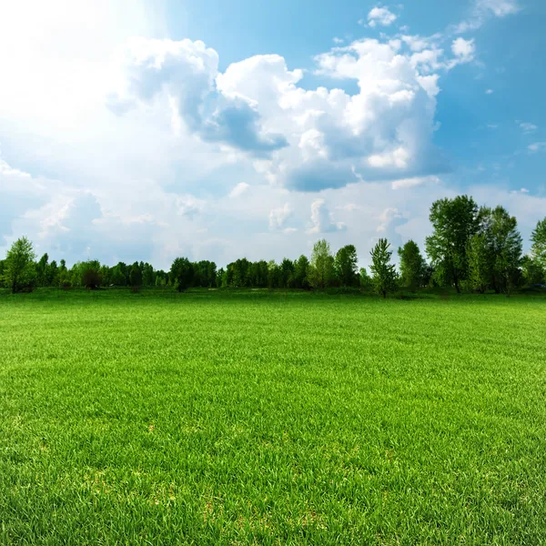 Sunny day on the meadow — Stock Photo, Image