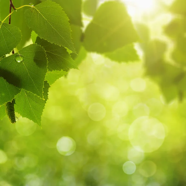 Fundos naturais abstratos com bokeh beleza — Fotografia de Stock