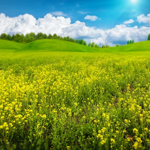 Schöner Sommertag auf der Wiese — Stockfoto