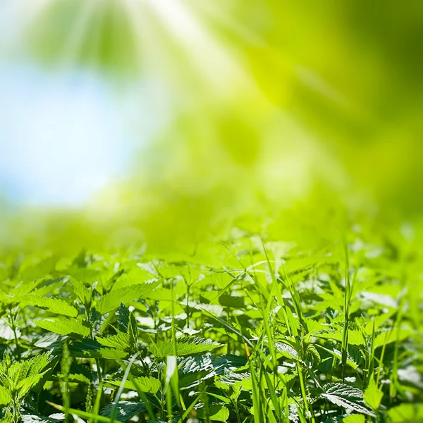 在草原上的野生荨麻 — 图库照片