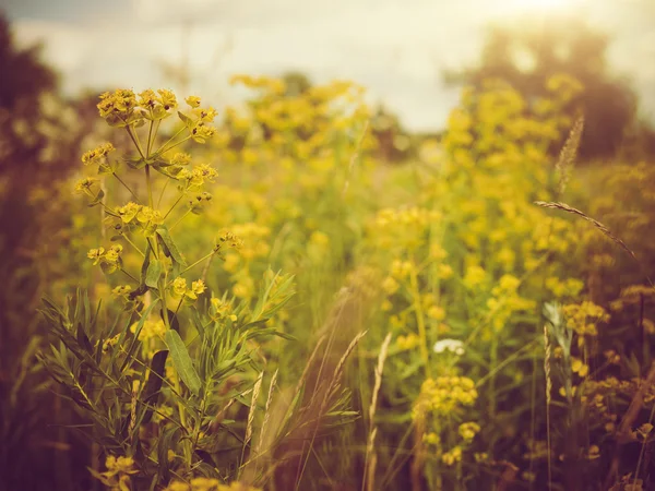 Beauty meadow. — Stock Photo, Image