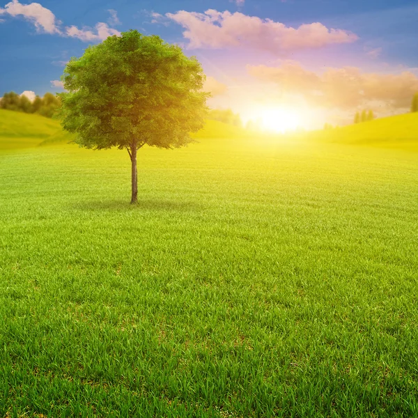 Frühmorgens auf der grünen Sommerwiese — Stockfoto