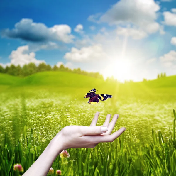 Female hand hold a beauty butterfly — Stock Photo, Image