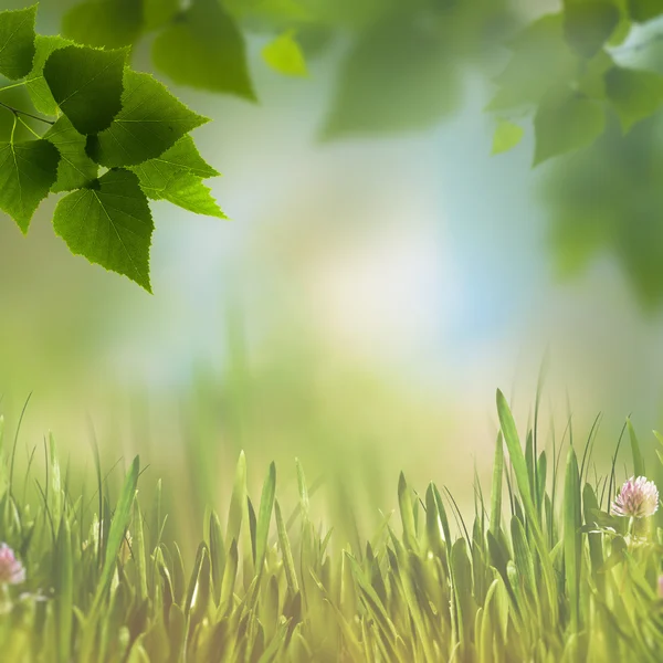 Abstrakt eco bakgrunder med gröna blad — Stockfoto