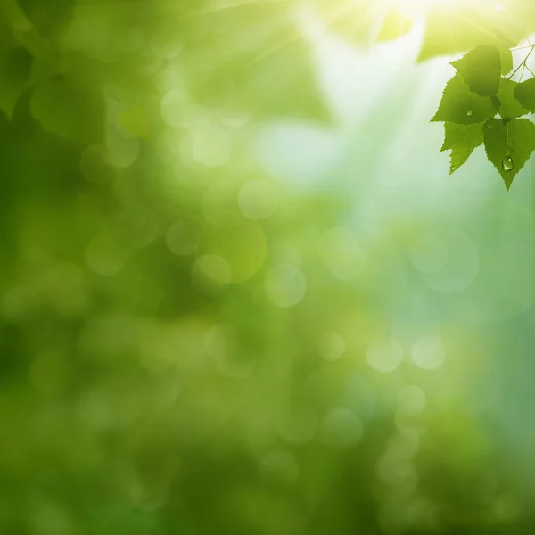 Morning dew on the summer foliage — Stock Photo, Image