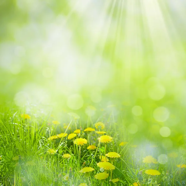 Summer day on the meadow — Stock Photo, Image