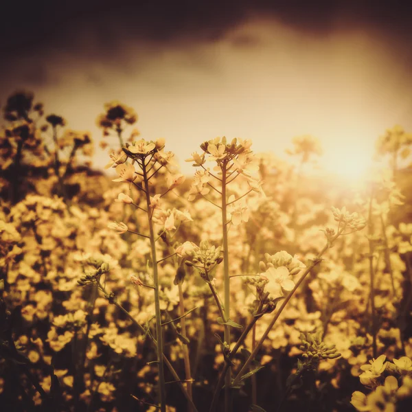 Dramatic sunset on the meadow — Stock Photo, Image