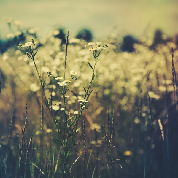 Wild flowers on the meadow. — Stock Photo, Image