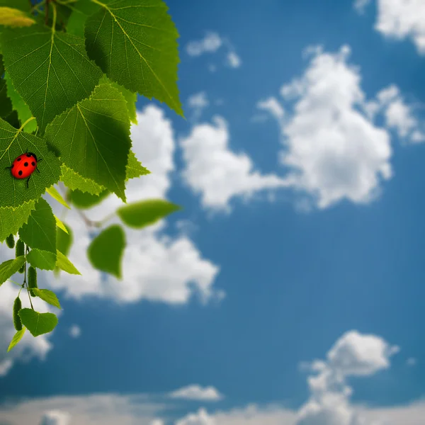 Green foliage and ladybug — Stock Photo, Image