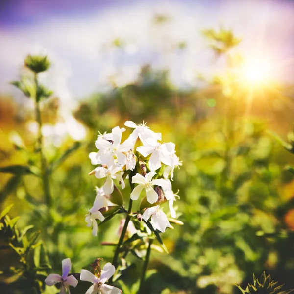Flor silvestre en el prado —  Fotos de Stock