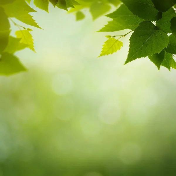 Hintergrund: Frühling — Stockfoto