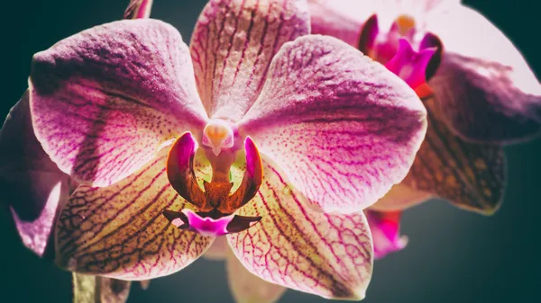Розовые орхидеи — стоковое фото