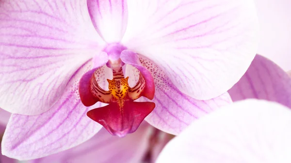Beauty pink orchid — Stock Photo, Image