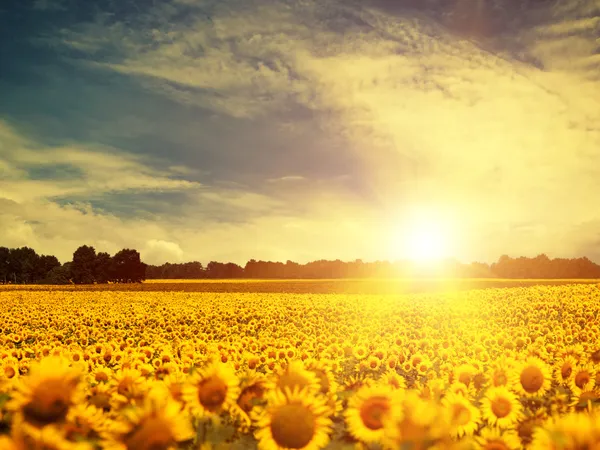 Solrosor över sunset — Stockfoto