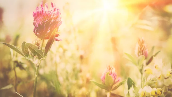 Wild flowers — Stock Photo, Image