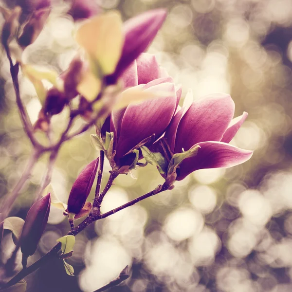 Magnolia bloemen achtergrond — Stockfoto