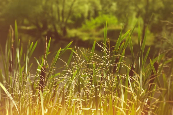 Estanque en el bosque profundo — Foto de Stock