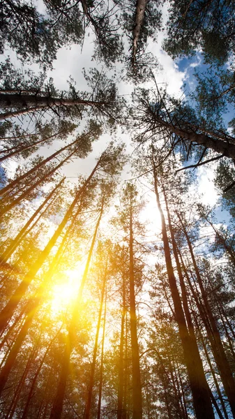 여름 숲 나무 줄기 — 스톡 사진