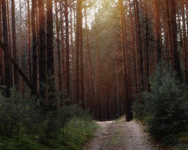 Ormanda sonbahar güzeli. Doğa koruma ve ekoloji geçmişi