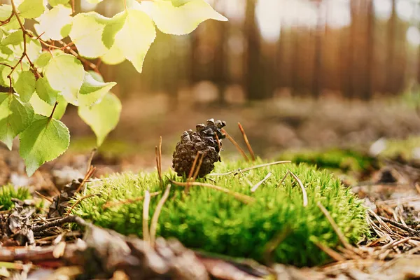 Φθινόπωρο Ομορφιάς Στο Δάσος Προστασία Της Φύσης Και Περιβάλλον Οικολογίας — Φωτογραφία Αρχείου