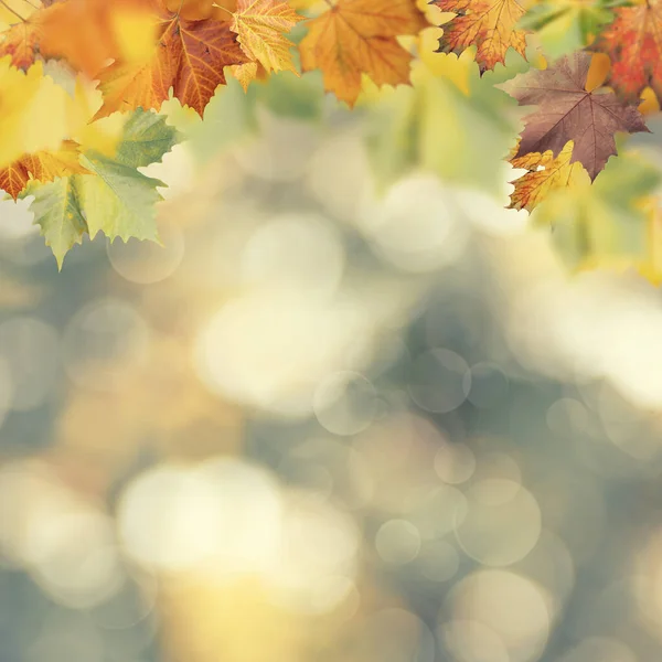 Abstrakte Herbstliche Hintergründe Mit Schönen Blättern Und Farben — Stockfoto