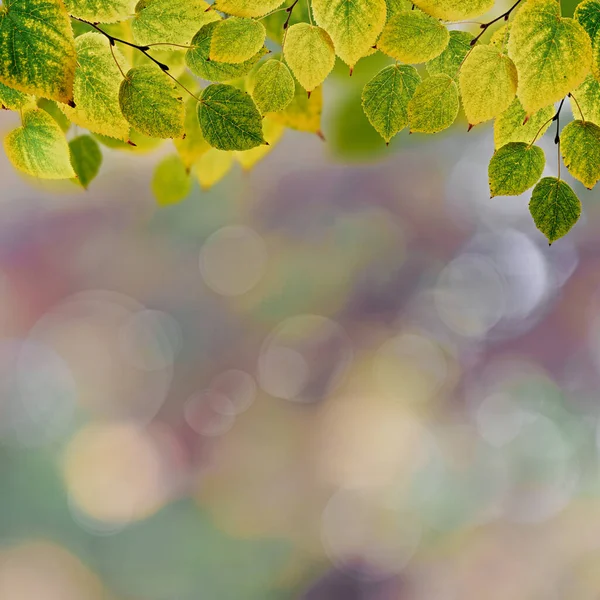 Abstrakt Höst Bakgrunder Med Vackra Blad Och Färger — Stockfoto