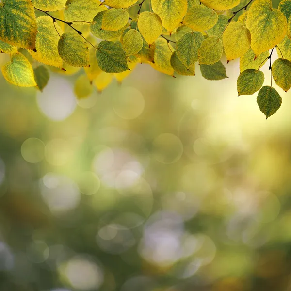 Abstraktní Podzimní Pozadí Krásnými Listy Barvami — Stock fotografie