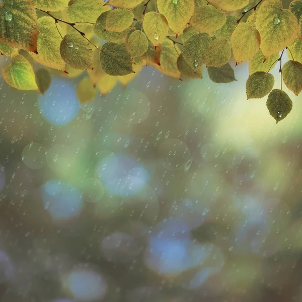 Sfondi Autunnali Astratti Con Belle Foglie Colori — Foto Stock