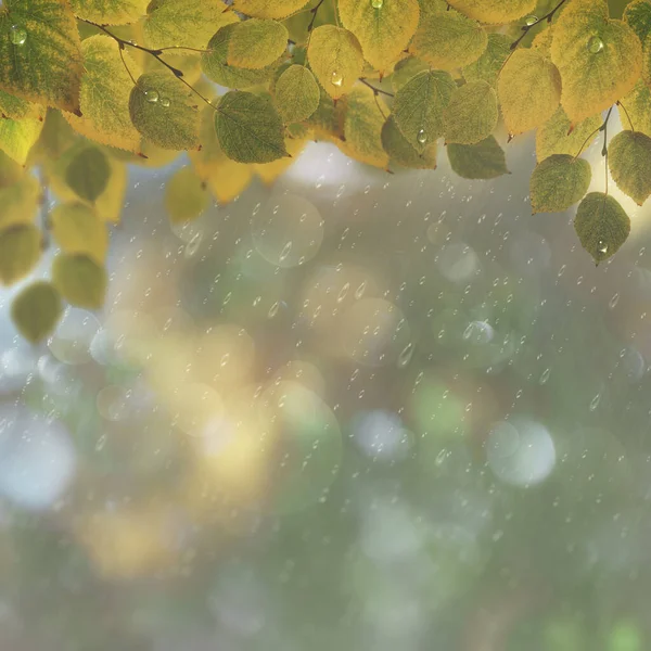 Abstrakte Herbstliche Hintergründe Mit Schönen Blättern Und Farben — Stockfoto