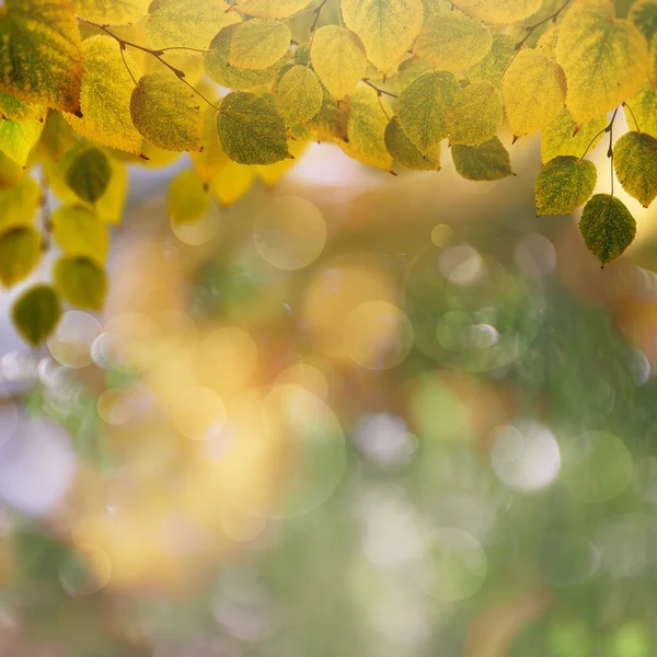 Abstracte Herfstachtergronden Met Prachtige Bladeren Kleuren — Stockfoto