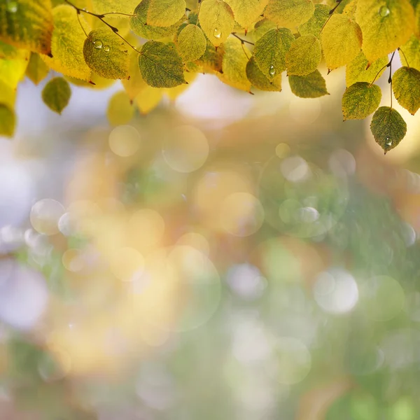 Abstracte Herfstachtergronden Met Prachtige Bladeren Kleuren — Stockfoto