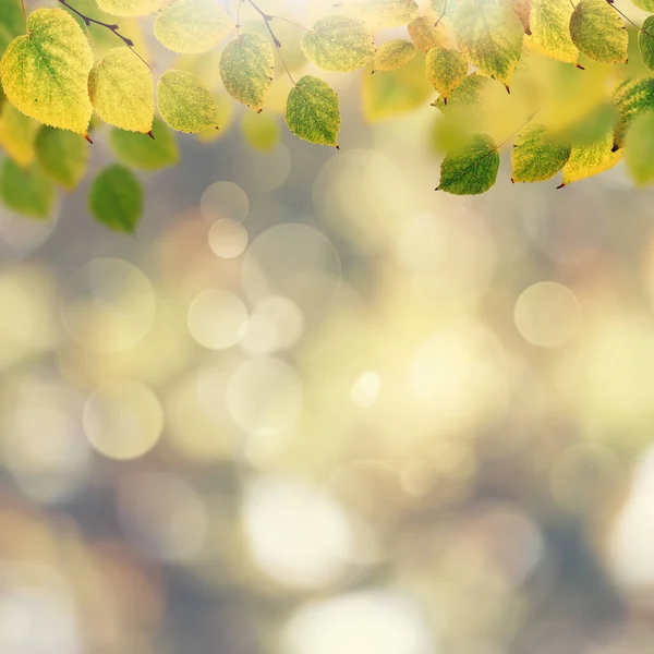 Streszczenie Tła Jesiennego Pięknymi Liśćmi Kolorami — Zdjęcie stockowe