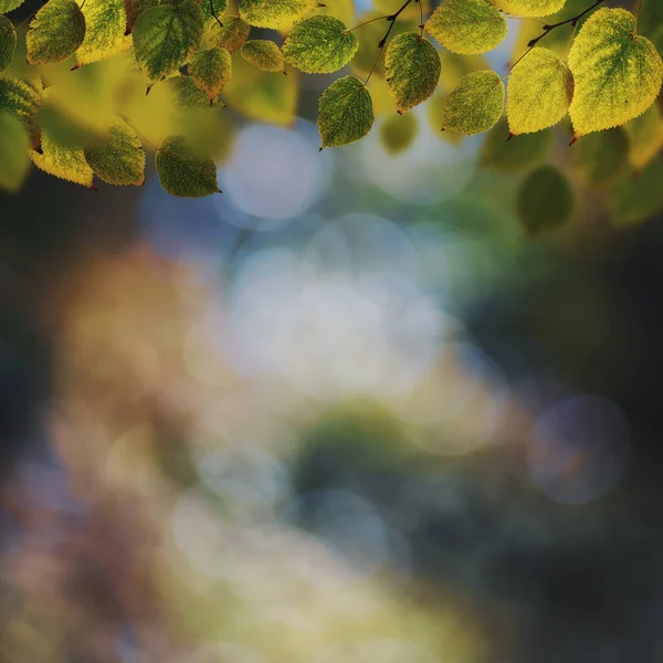 Abstract Autumnal Backgrounds Beautiful Leaves Colors — Stock Photo, Image