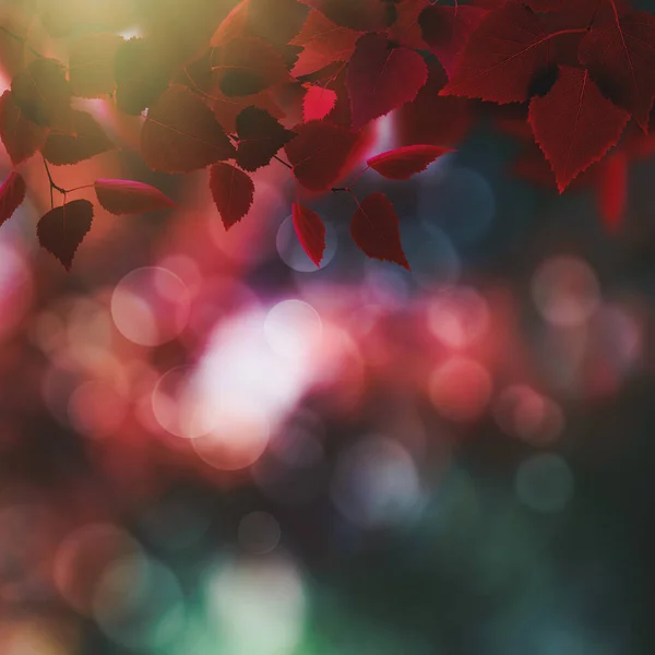 葉と色が美しい秋の背景 — ストック写真
