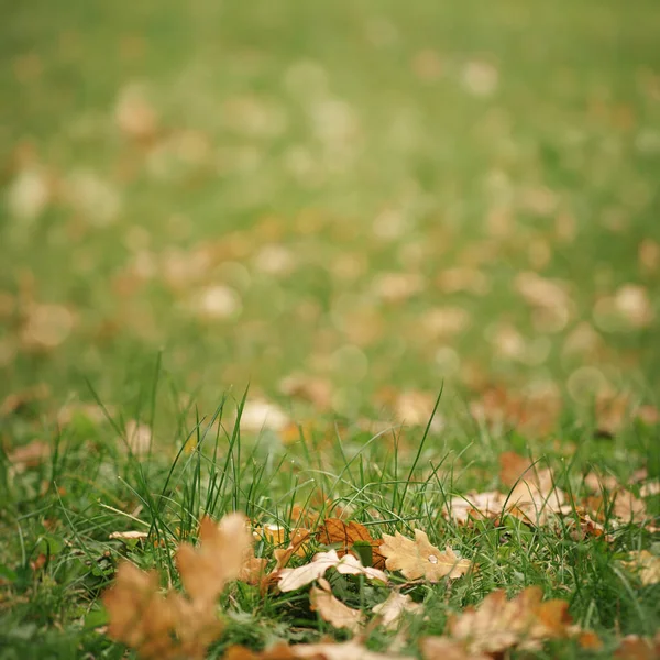 Höstens Bakgrunder Med Grönt Gräs Och Fallna Blad — Stockfoto
