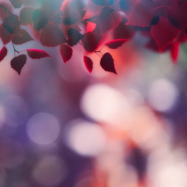 Abstraktní Podzimní Zázemí Břízovými Listy — Stock fotografie