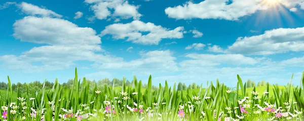 Summer Meadow Blue Skies Environmental Background — ストック写真