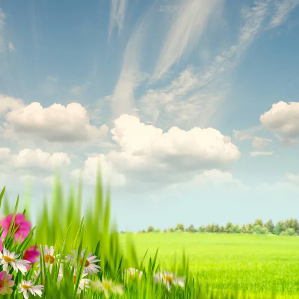 Zomer Weide Onder Blauwe Luchten Abstracte Landelijke Landschap — Stockfoto